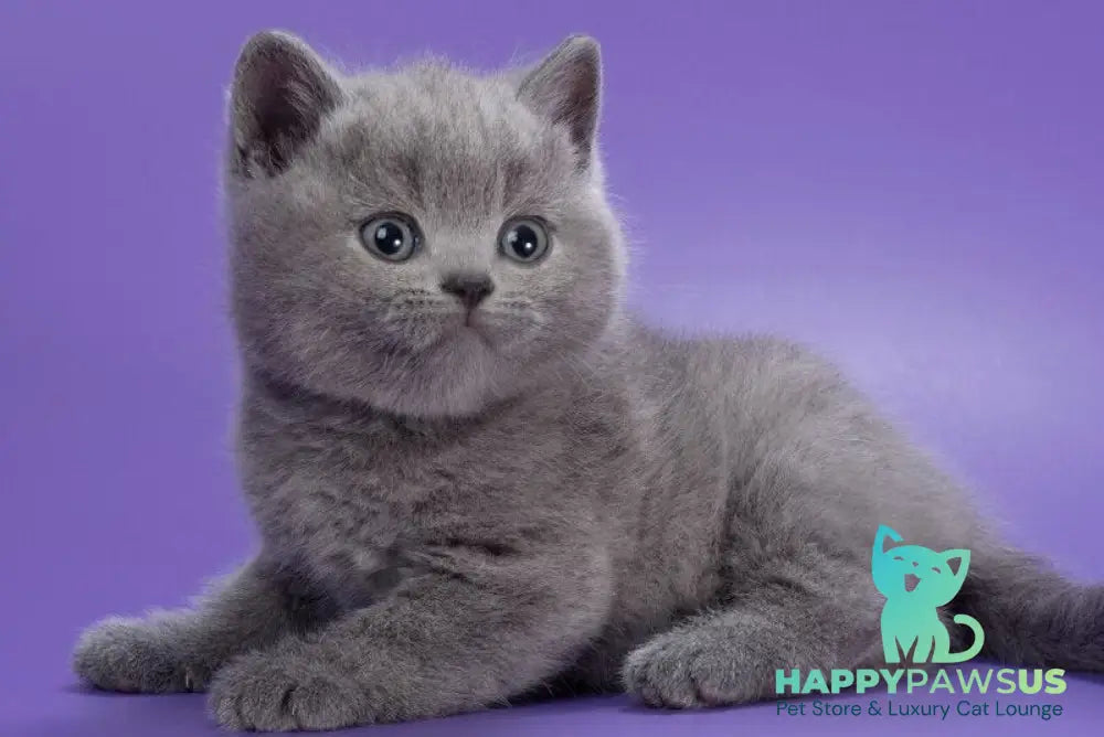 Picasso British Shorthair male blue - live animals