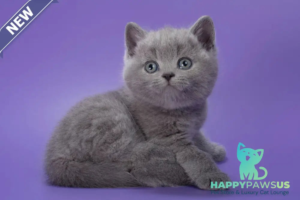 Picasso British Shorthair male blue - live animals