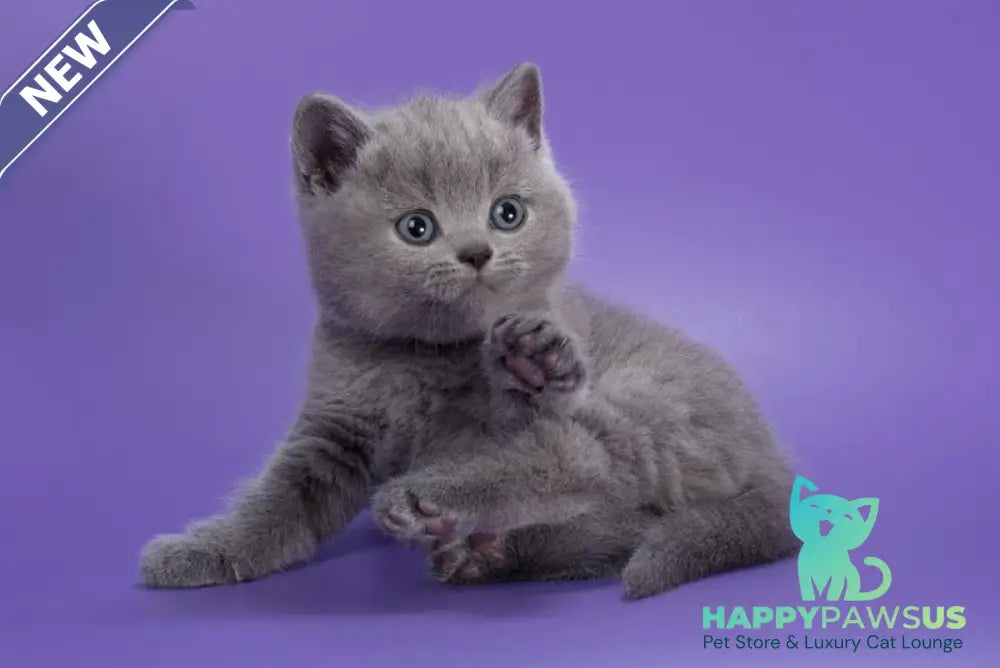 Picasso British Shorthair male blue - live animals