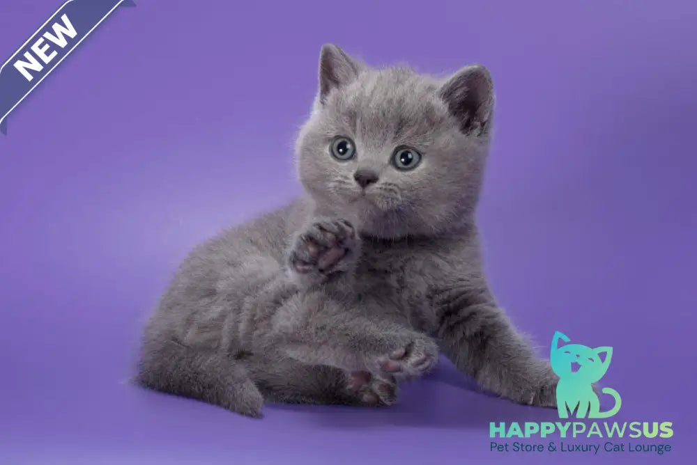 Picasso British Shorthair male blue - live animals