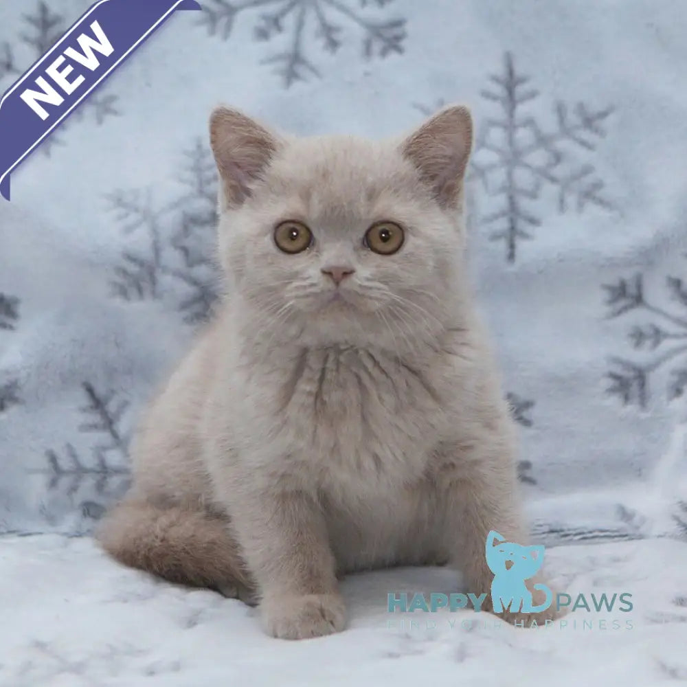 Picasso British Shorthair male fawn live animals