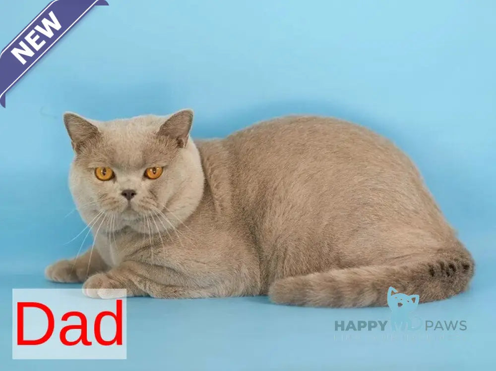 Picasso British Shorthair male fawn live animals