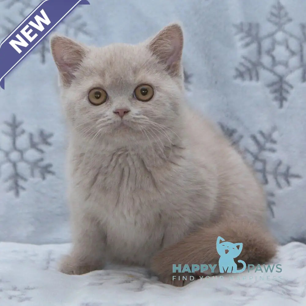 Picasso British Shorthair male fawn live animals