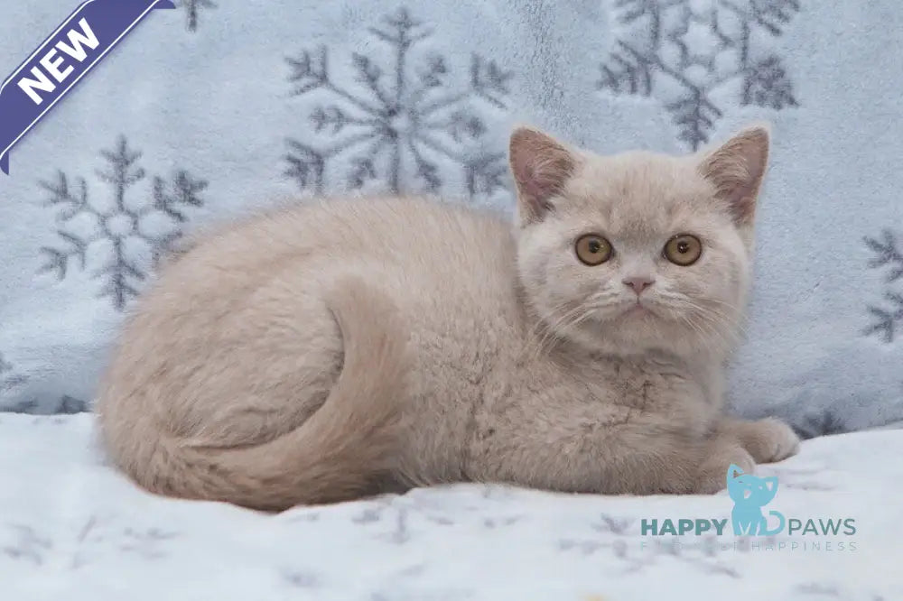 Picasso British Shorthair male fawn live animals