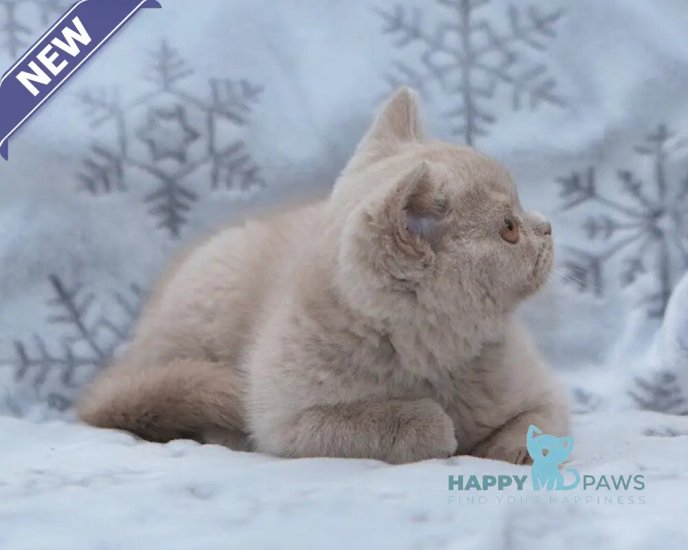 Picasso British Shorthair male fawn live animals