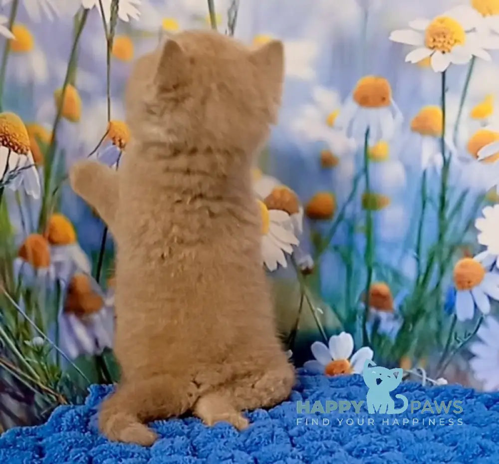 Picasso British Shorthair male fawn live animals