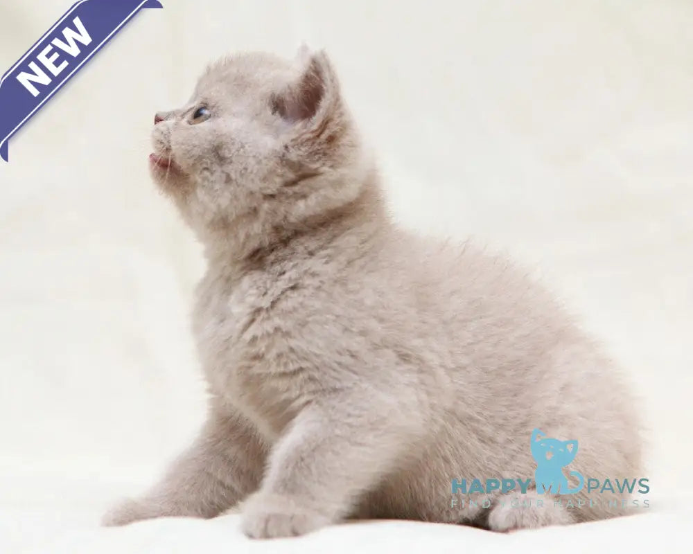 Picasso British Shorthair male fawn live animals