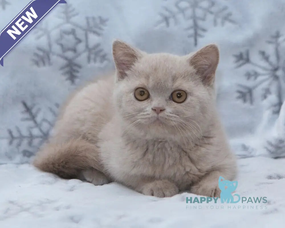 Picasso British Shorthair male fawn live animals