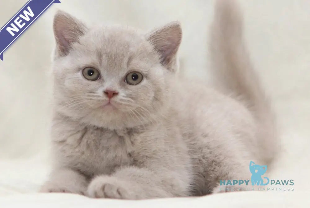 Picasso British Shorthair male fawn live animals