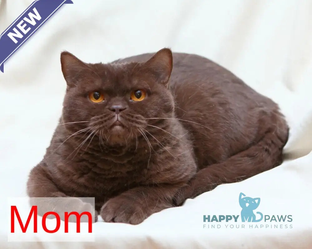 Picasso British Shorthair male fawn live animals