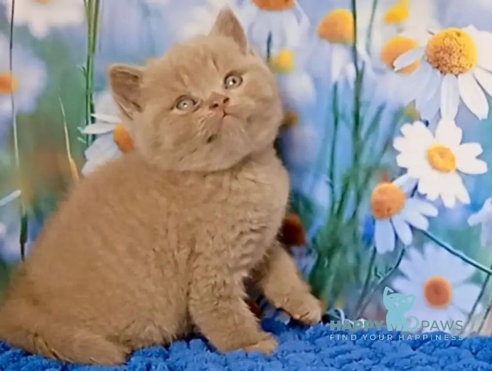 Picasso British Shorthair male fawn live animals
