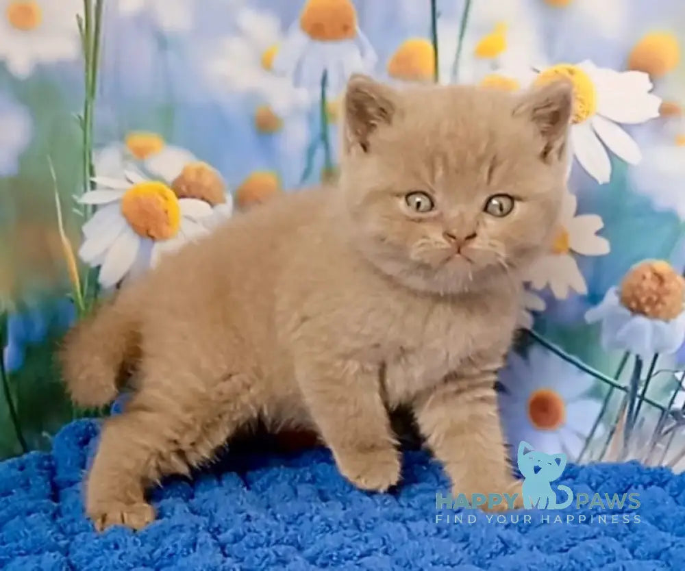 Picasso British Shorthair male fawn live animals