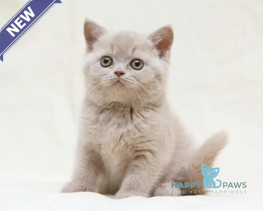 Picasso British Shorthair male fawn live animals
