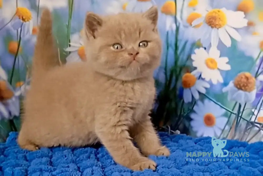 Picasso British Shorthair male fawn live animals