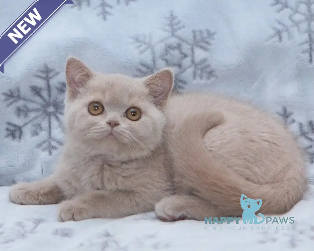 Picasso British Shorthair male fawn live animals