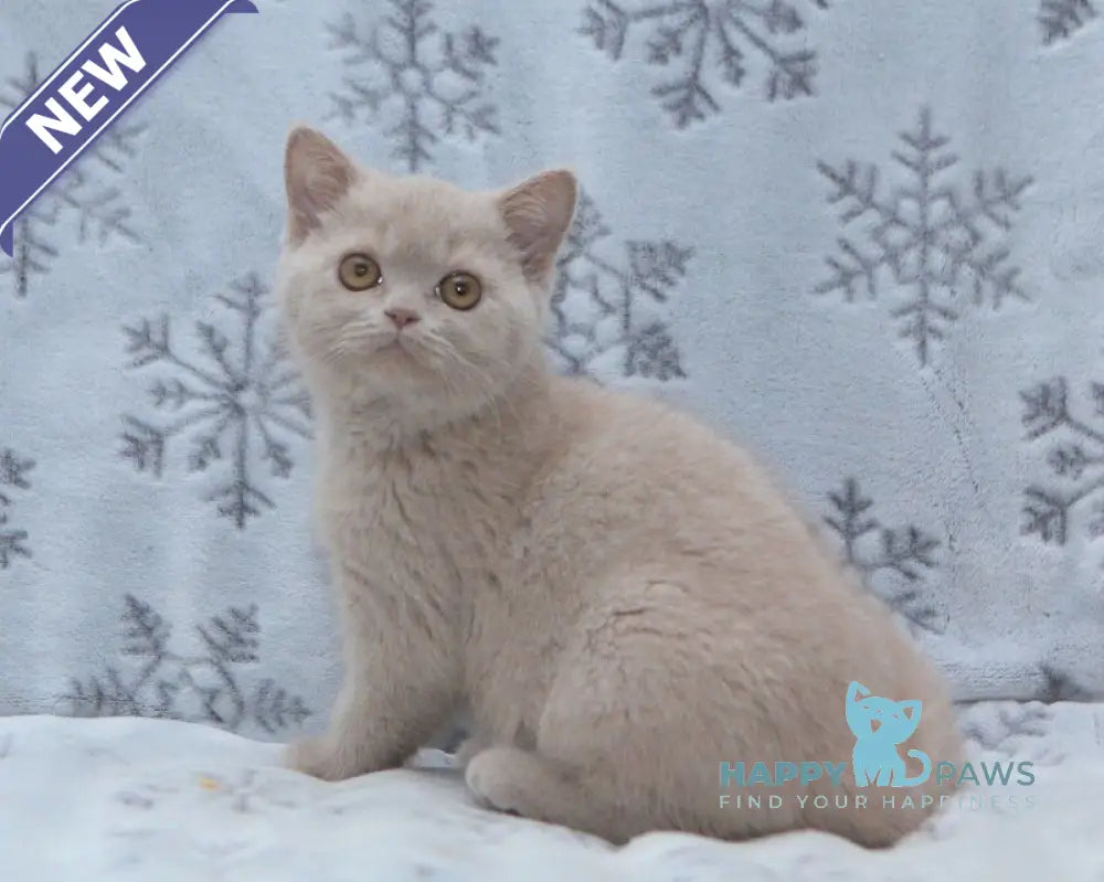 Picasso British Shorthair male fawn live animals