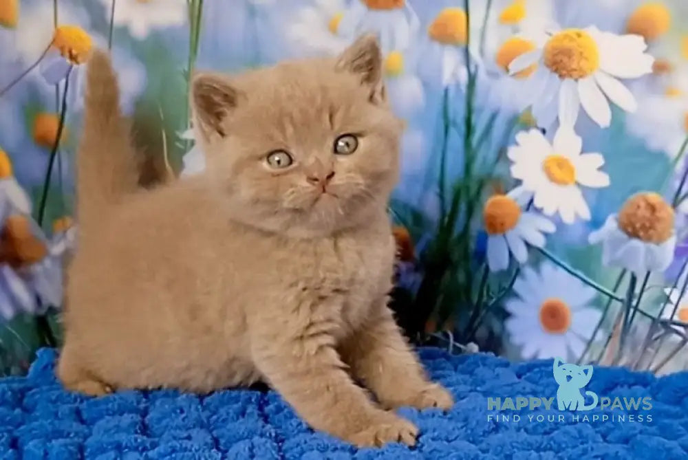 Picasso British Shorthair male fawn live animals