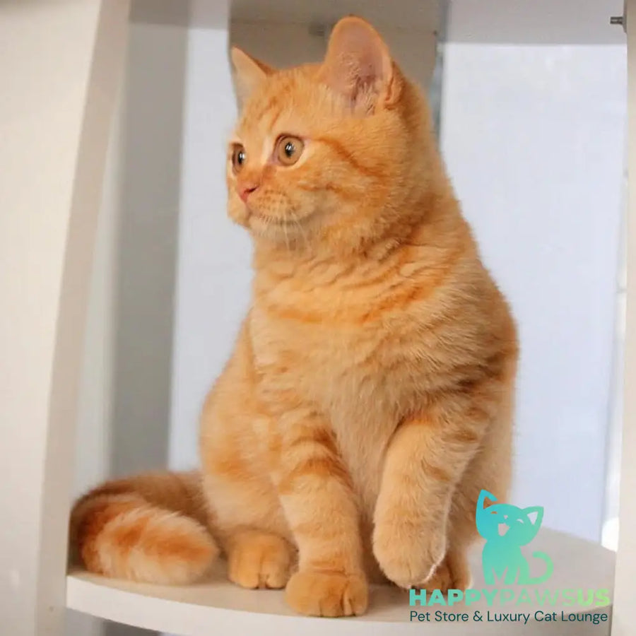 Picasso British Shorthair male red - live animals