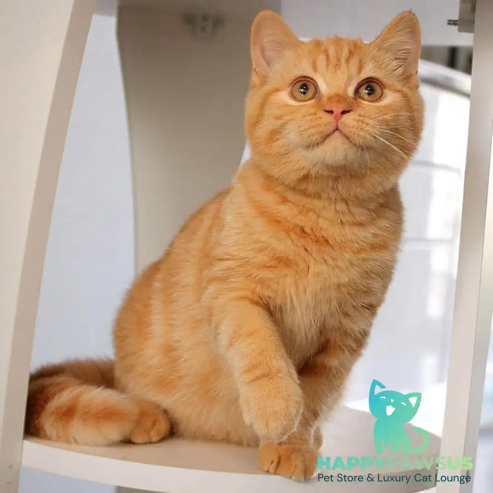 Picasso British Shorthair male red - live animals