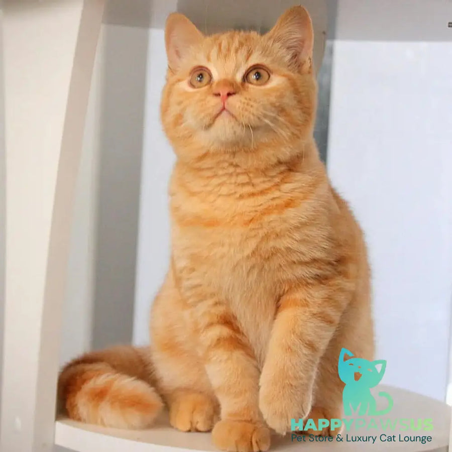 Picasso British Shorthair male red - live animals