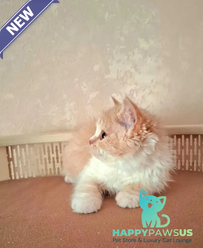 Picasso Selkirk Rex male cream bicolour - live animals
