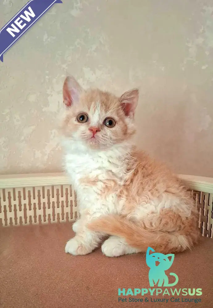 Picasso Selkirk Rex male cream bicolour - live animals