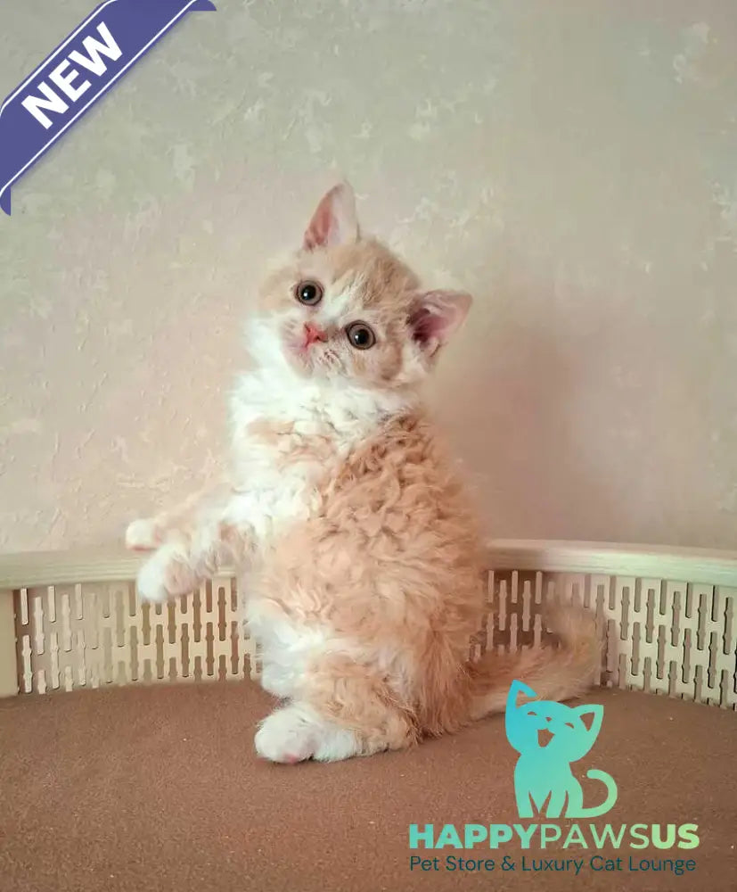 Picasso Selkirk Rex male cream bicolour - live animals