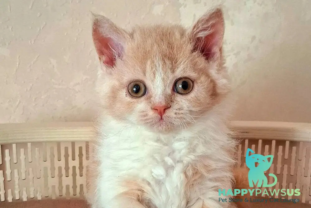 Picasso Selkirk Rex male cream bicolour - live animals