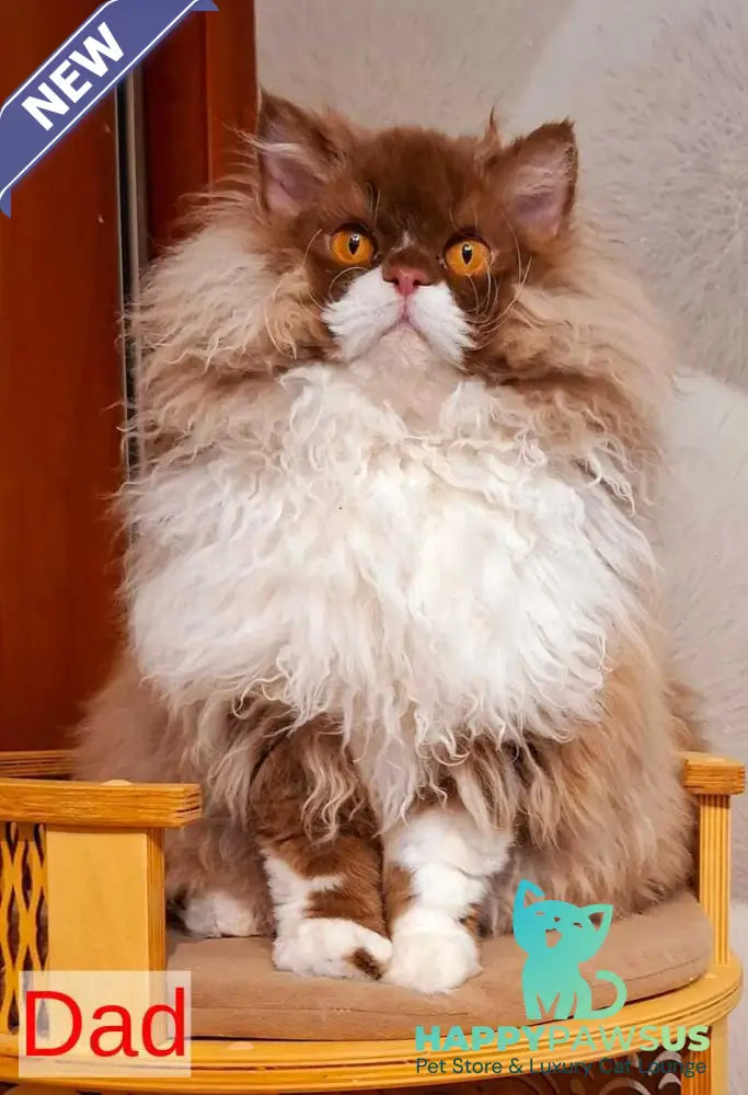 Picasso Selkirk Rex male cream bicolour - live animals