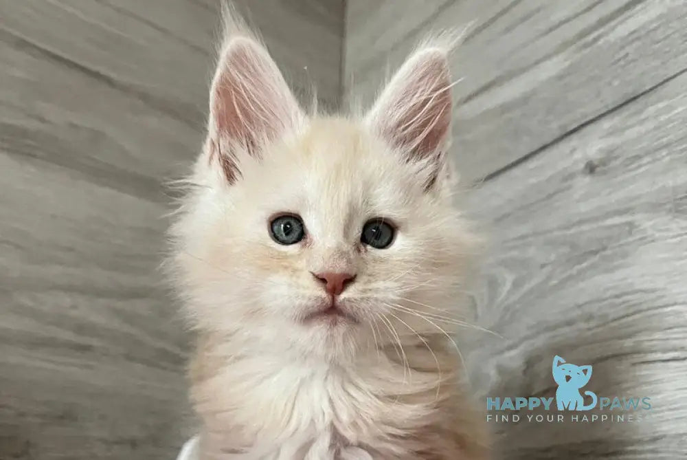 Pier Maine Coon male red silver live animals