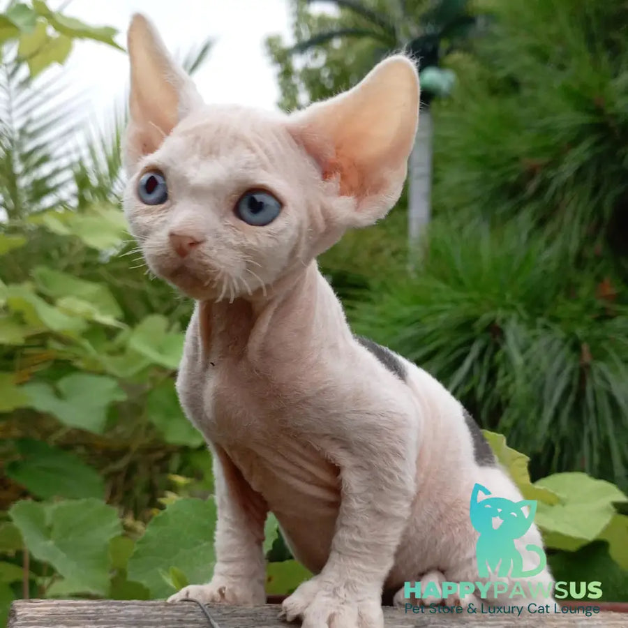 Piero Devon Rex male black harlequin - live animals