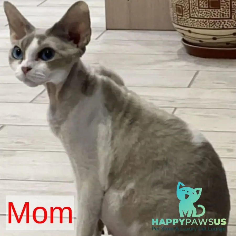 Piero Devon Rex male black harlequin - live animals