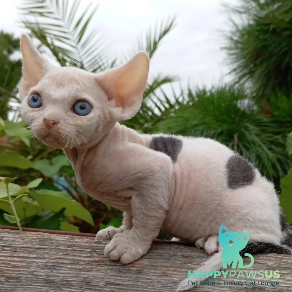 Piero Devon Rex male black harlequin - live animals