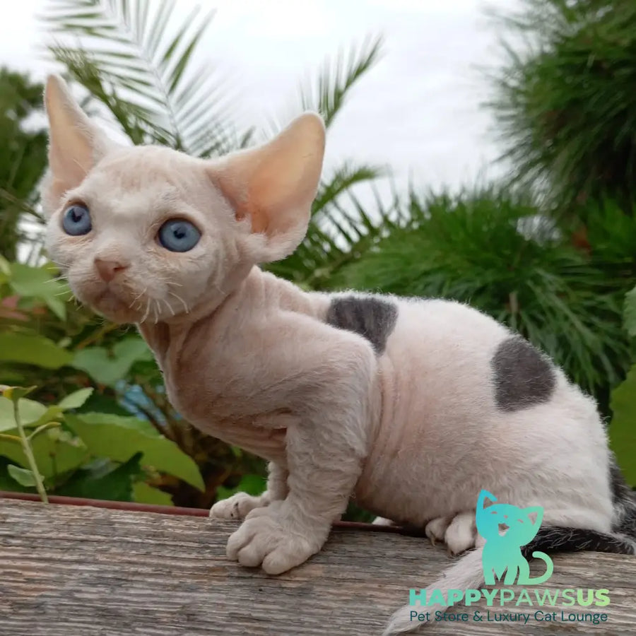 Piero Devon Rex male black harlequin - live animals