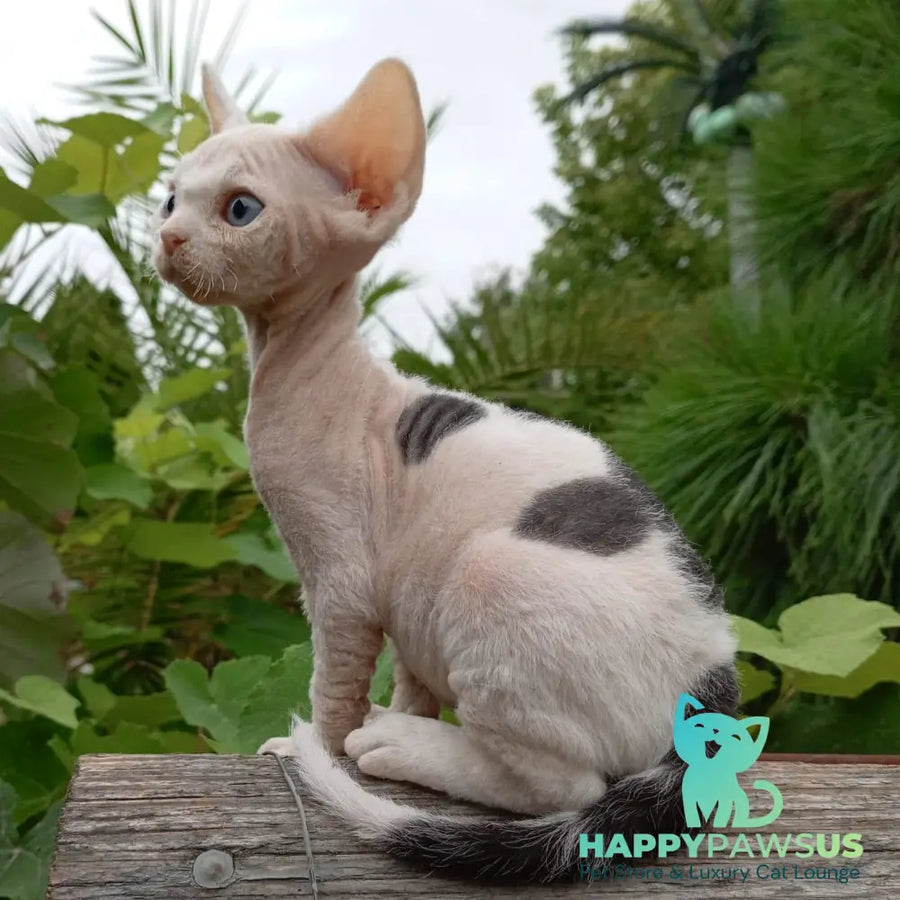 Piero Devon Rex male black harlequin - live animals