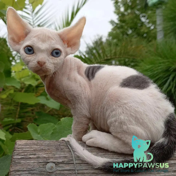 Piero Devon Rex male black harlequin - live animals