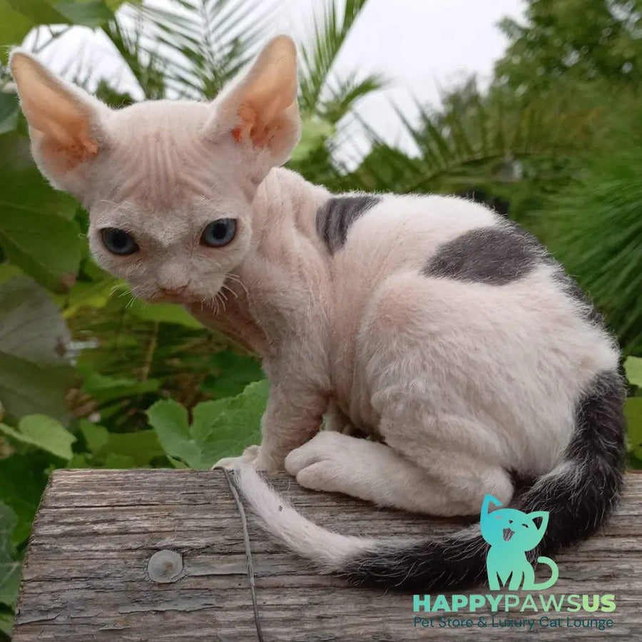 Piero Devon Rex male black harlequin - live animals