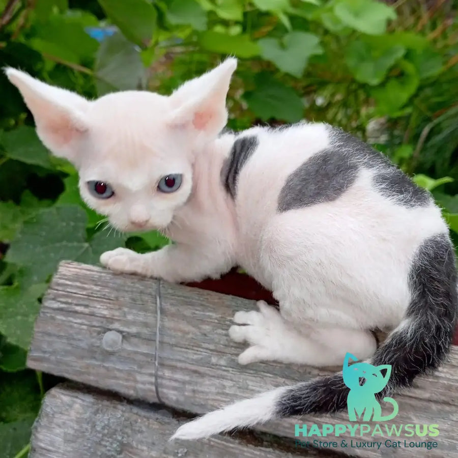 Piero Devon Rex male black harlequin - live animals