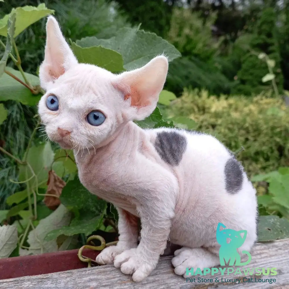 Piero Devon Rex male black harlequin - live animals