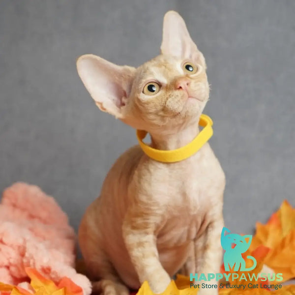 Pikachu Devon Rex male red - live animals