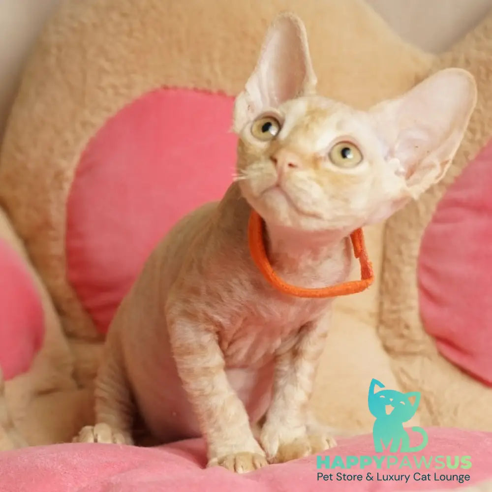 Pikachu Devon Rex male red - live animals
