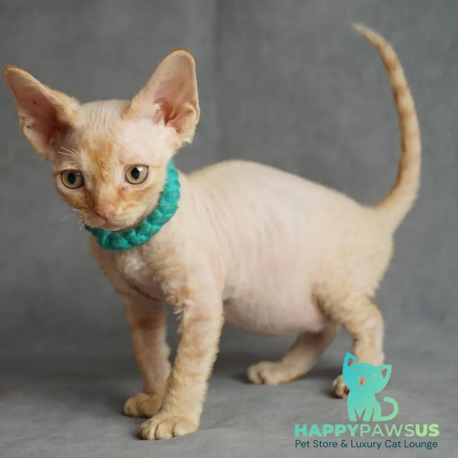 Pikachu Devon Rex male red - live animals