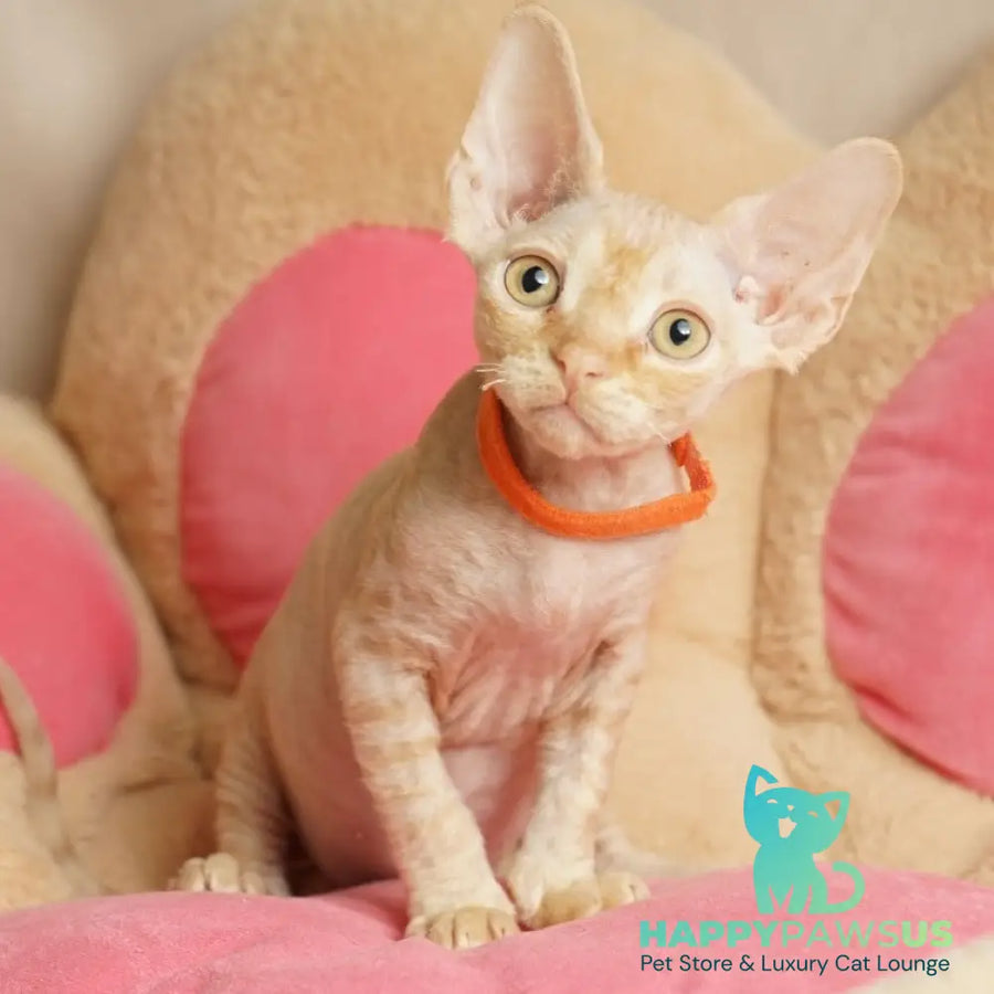 Pikachu Devon Rex male red - live animals