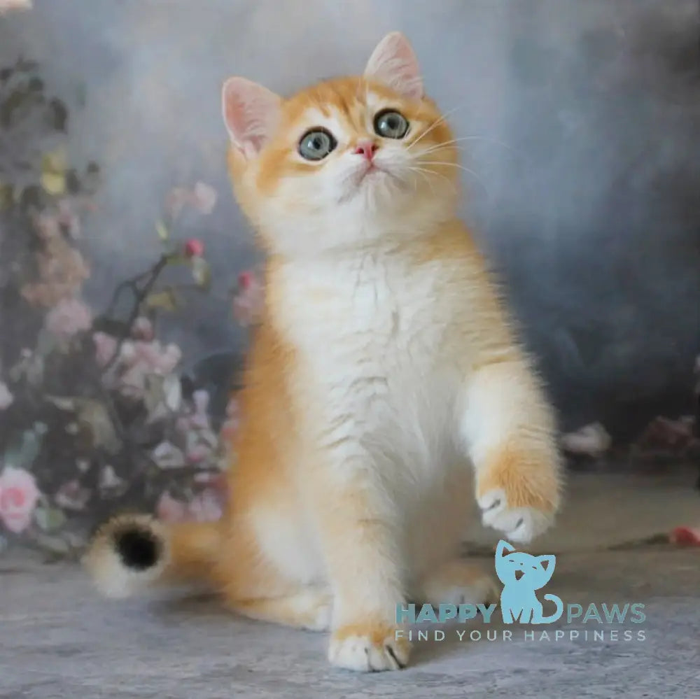 Pikinik British Shorthair male black golden chinchilla live animals