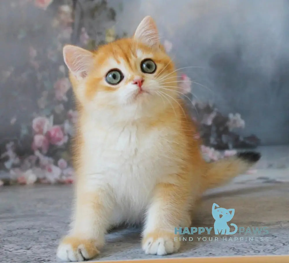 Pikinik British Shorthair male black golden chinchilla live animals