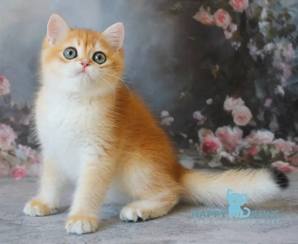 Pikinik British Shorthair male black golden chinchilla live animals