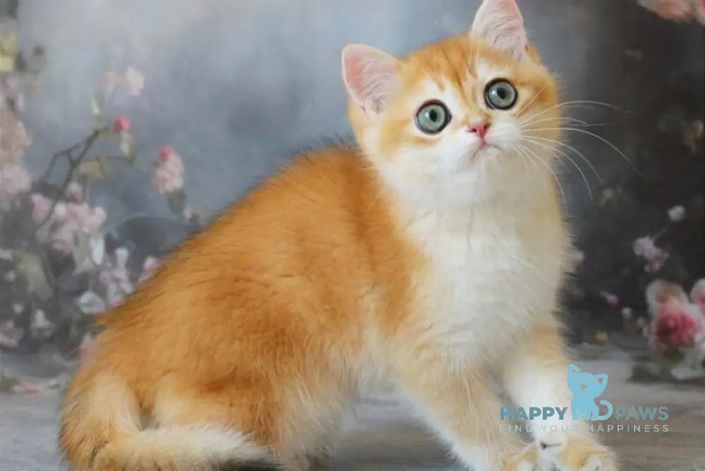 Pikinik British Shorthair male black golden chinchilla live animals