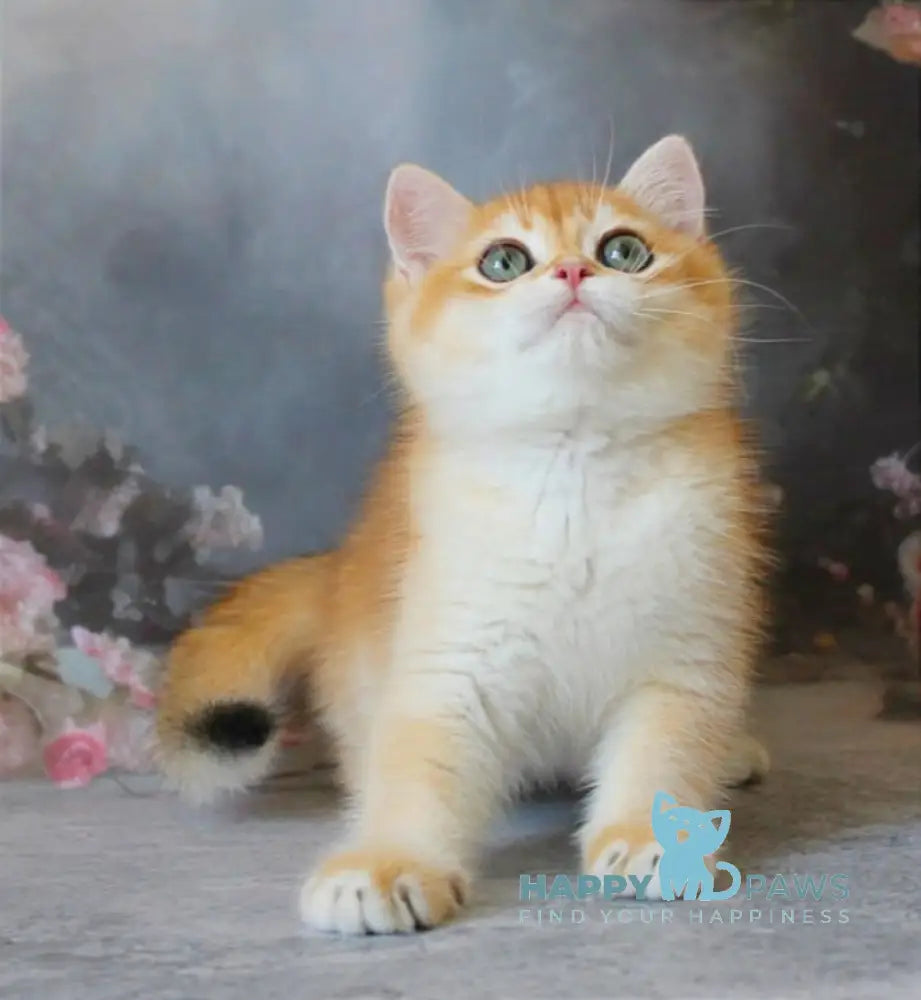 Pikinik British Shorthair male black golden chinchilla live animals