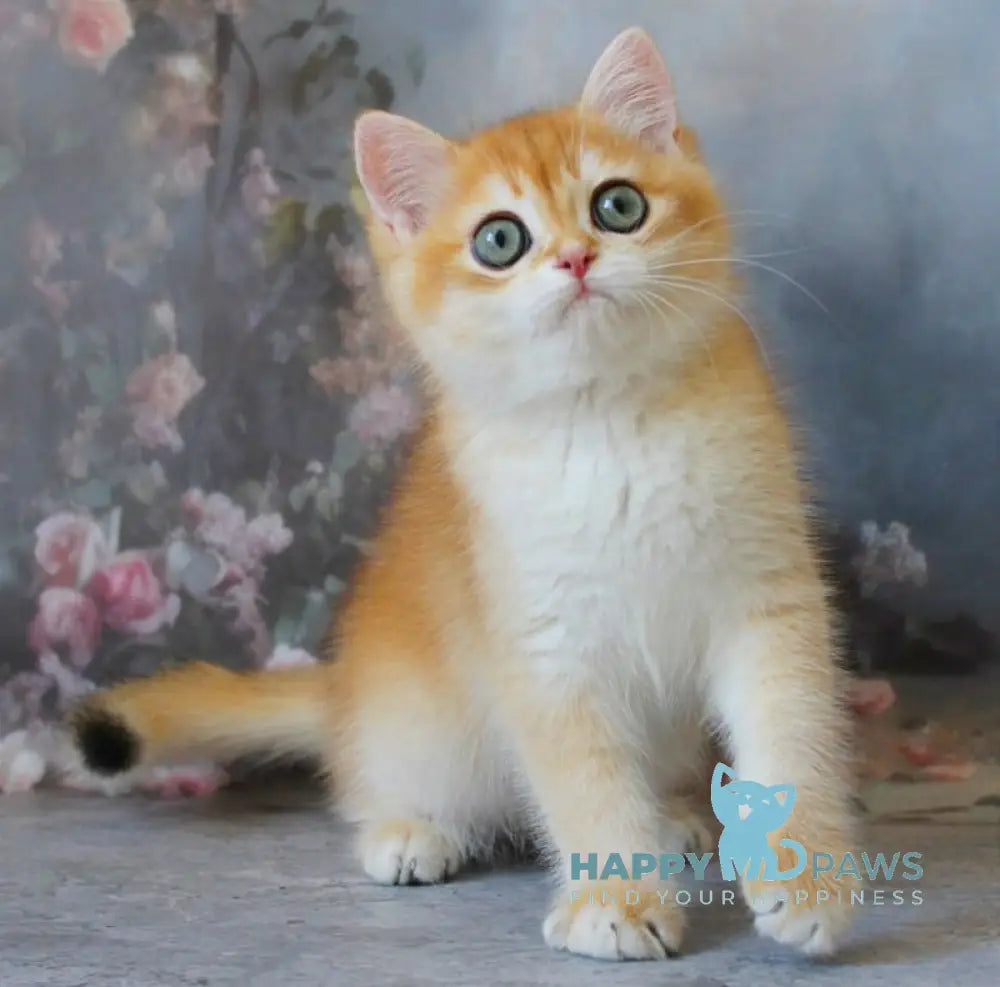 Pikinik British Shorthair male black golden chinchilla live animals