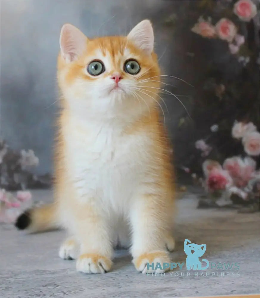 Pikinik British Shorthair male black golden chinchilla live animals
